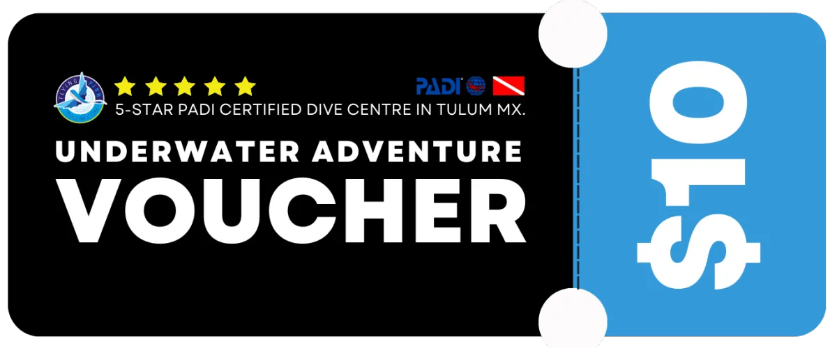 $10 VOUCHER OPT-IN | Flying Fish Tulum Dive Shop 
