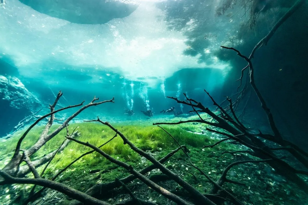 Green jungle vegetation surrounding the Car Wash cenote lagoon