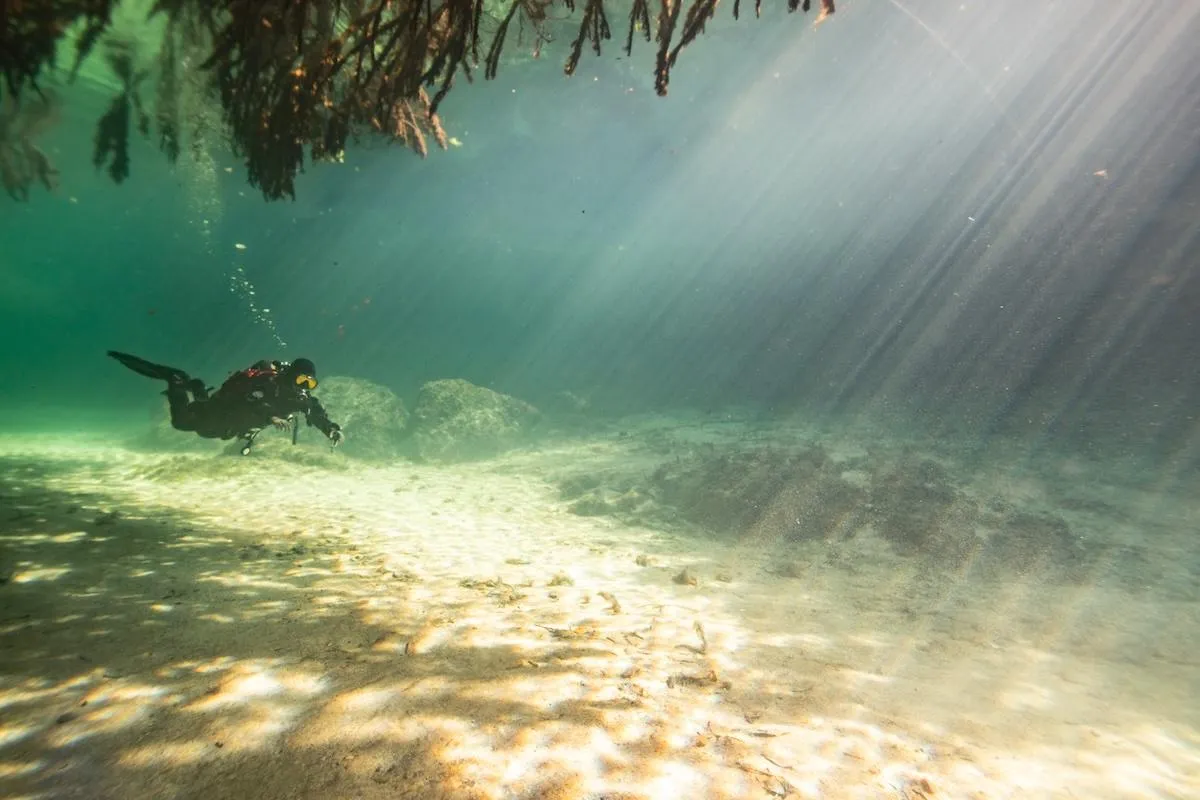 Sunlight filtering through mangrove tunnels at Casa Cenote