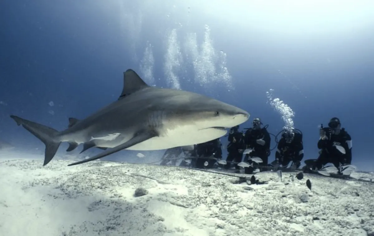 scuba divers observing bull shark in playa del carmen
