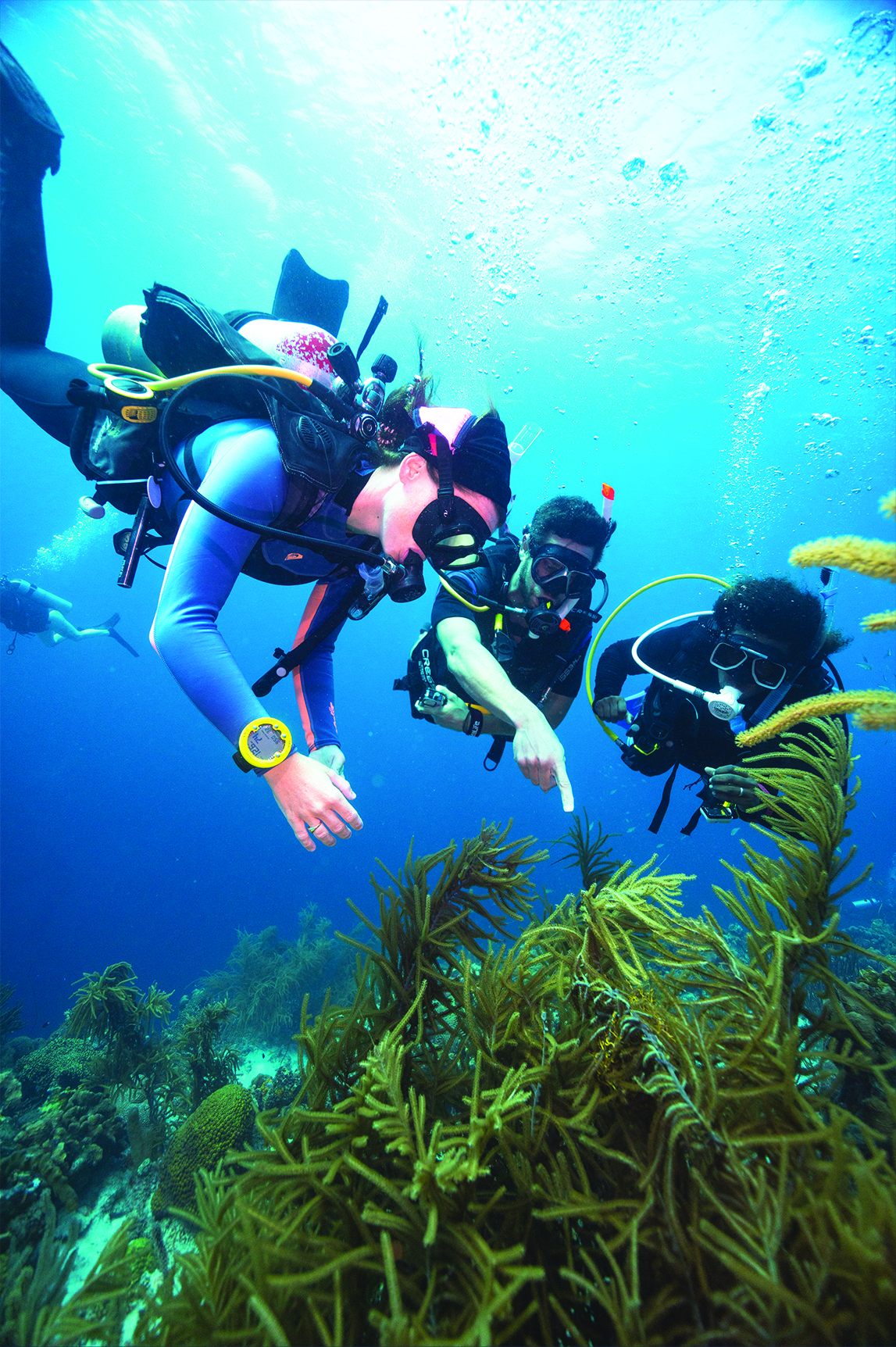 scuba divers pointing at corals on reef
