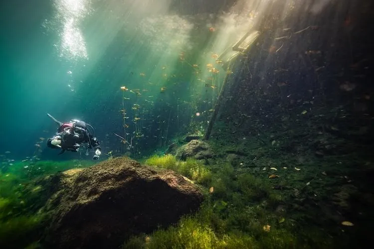Sunbeams shining on underwater lilies floating on the surface at Car Wash cenote Tulum