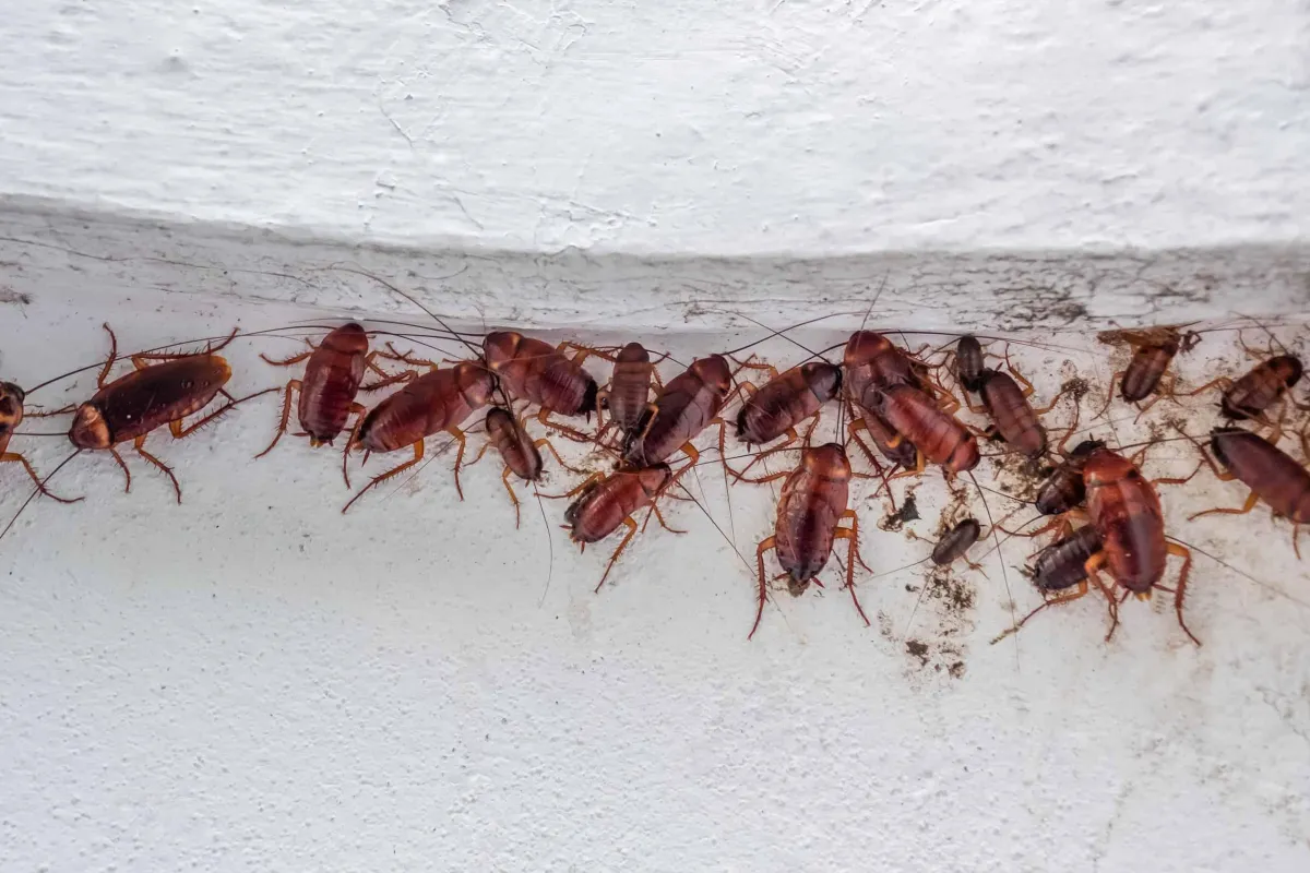 Dead Bugs