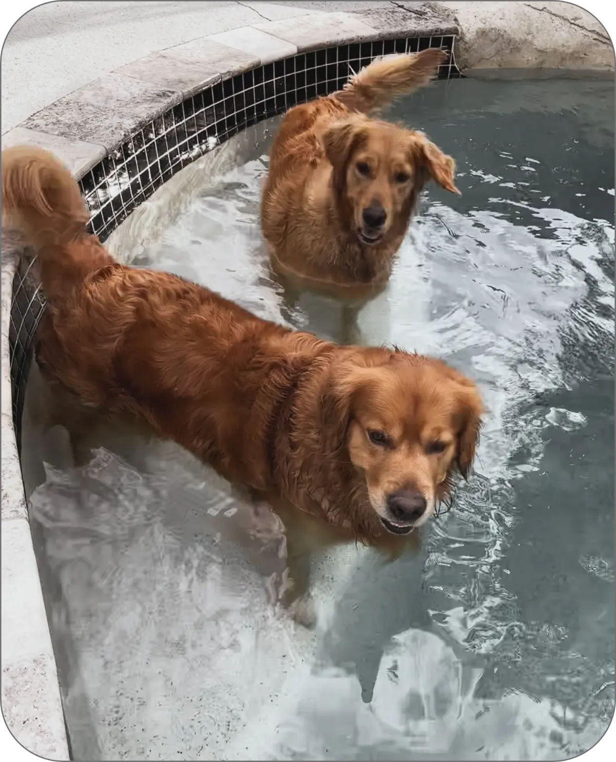 Two Golden's swimming Pet Sitting
