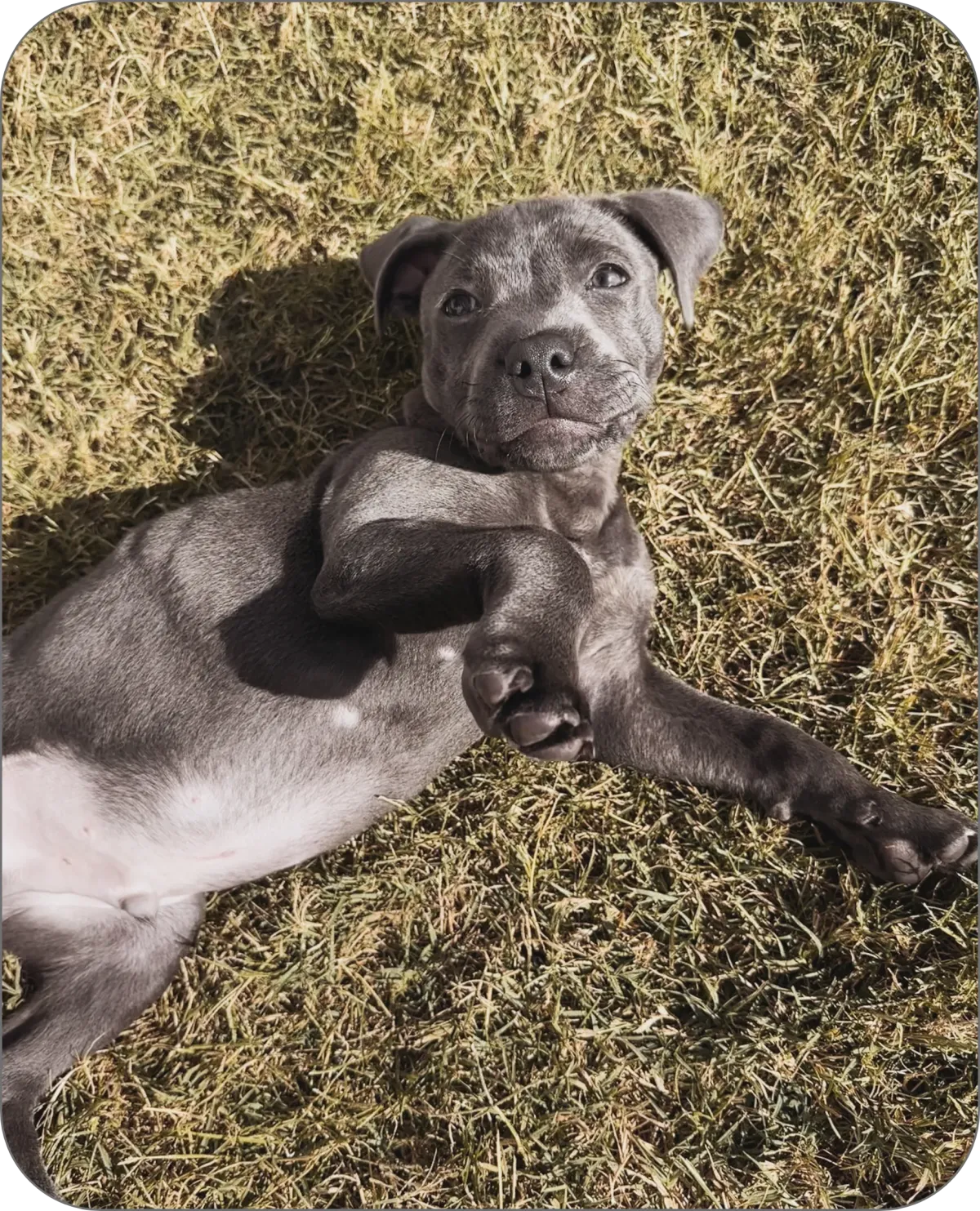 Blue Staffy pup Posh Paws Gold Coast