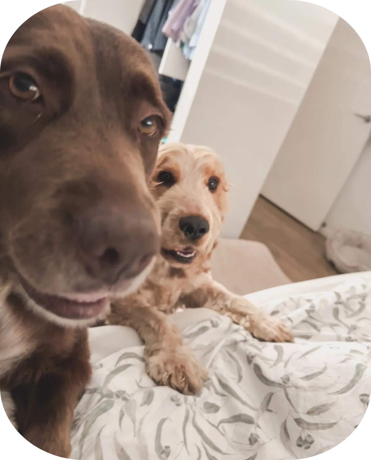 Two dogs with pet sitter