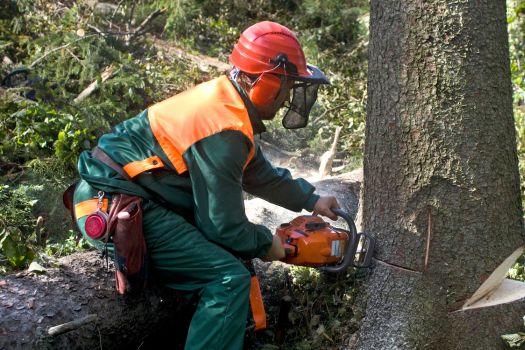 Professional cutting down a tree with a chainsaw, wearing safety gear.