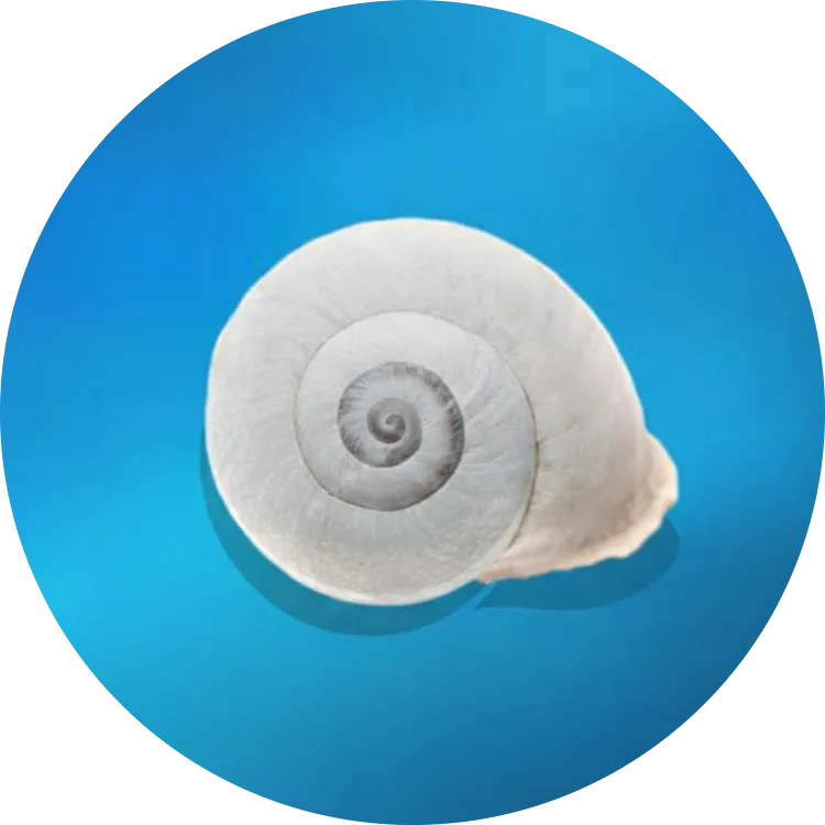 Reyhouse Coaching Logo