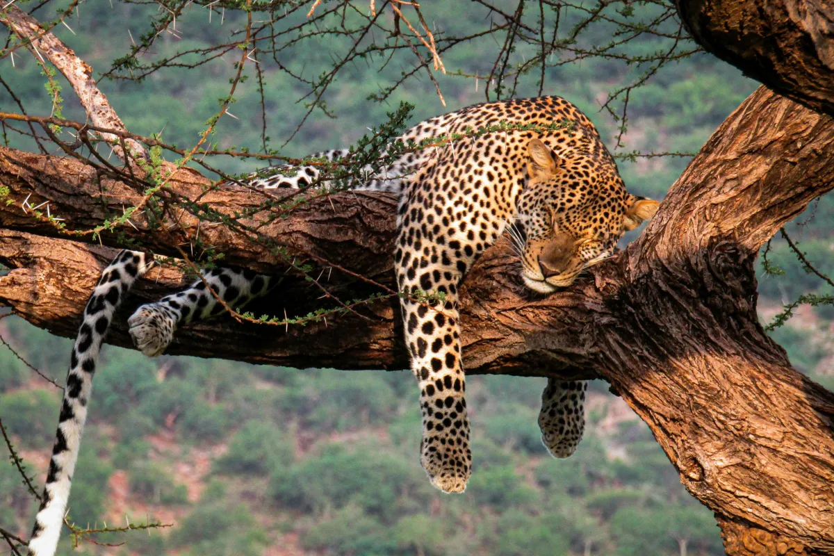 Maasai Mara