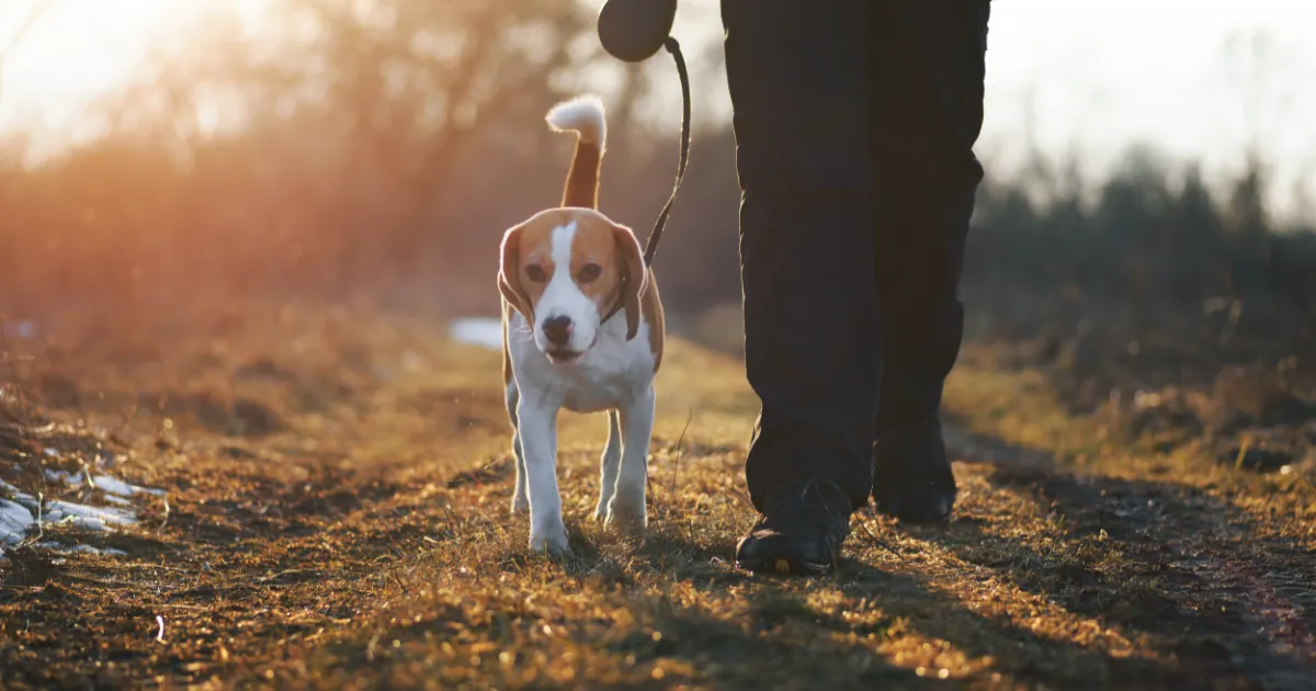 Person walking a beagle on a trail in Surrey as part of an active recovery routine