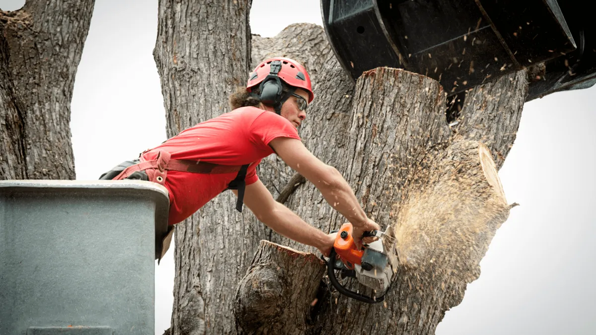 Tree Removal