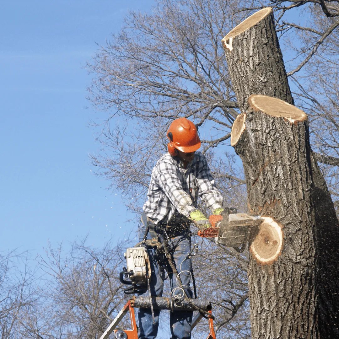 Large Tree Rmoval