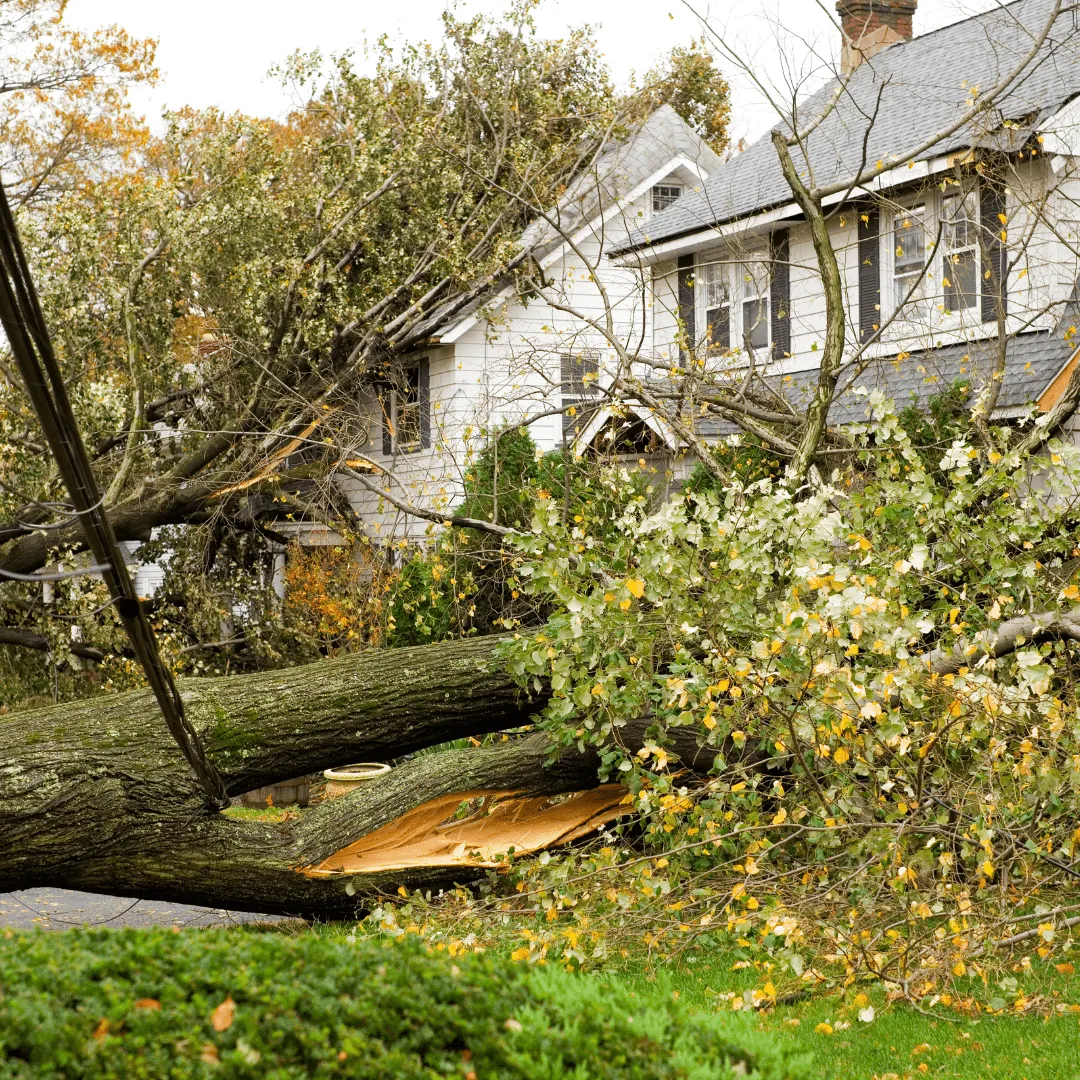 Tree Emergency