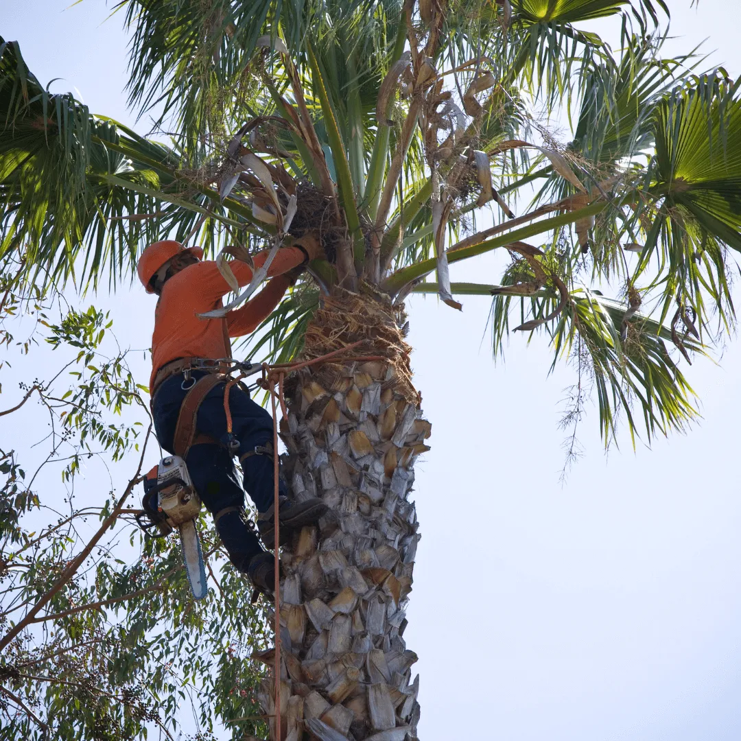 Palm Tree Service