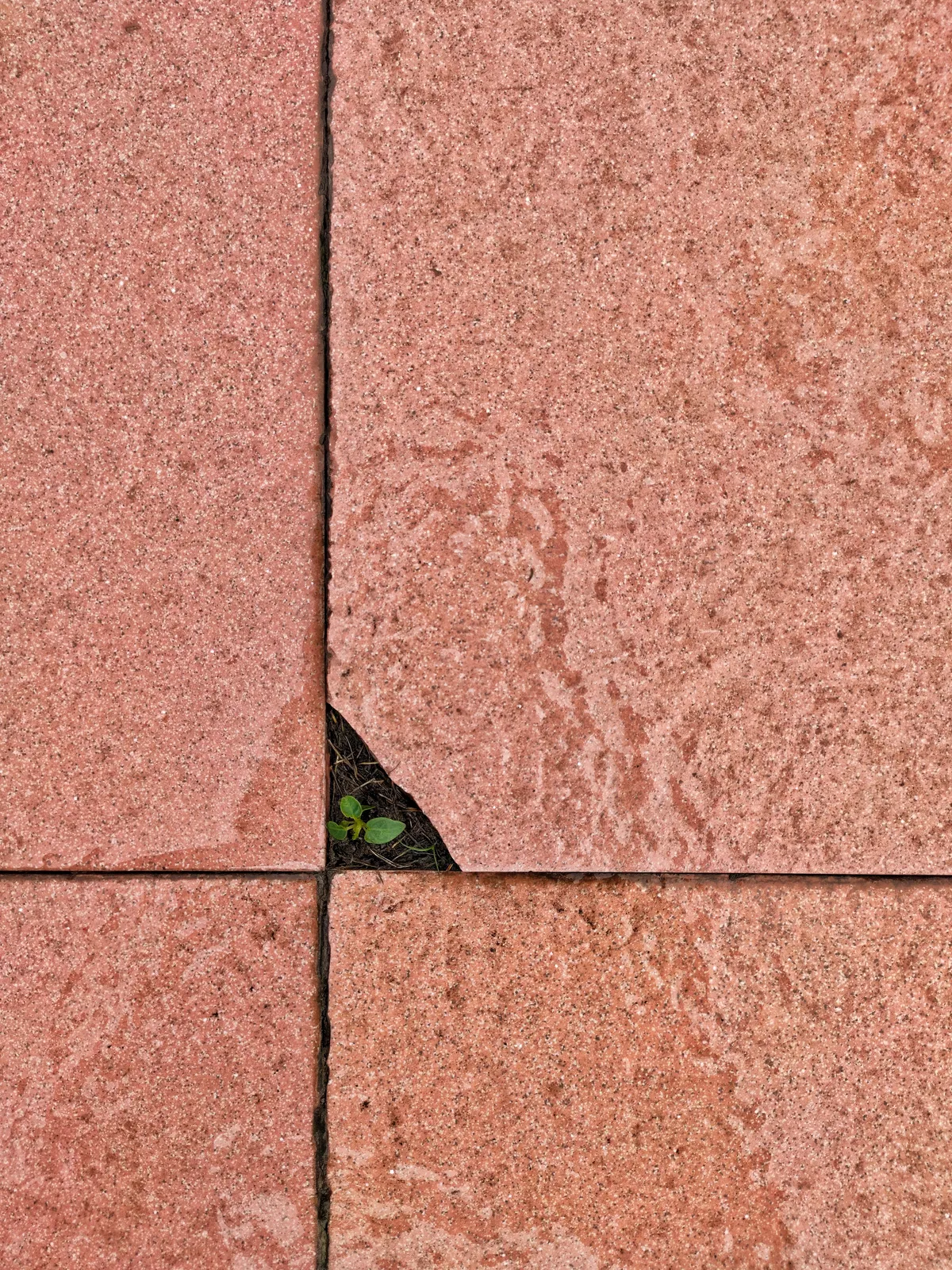 Growth seen in between cracks of paver bricks