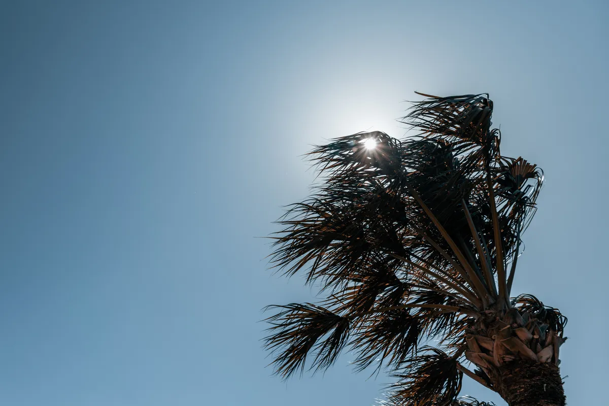 Florida Sun