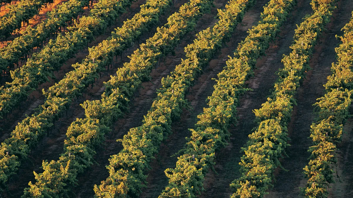 Tuscan countryside near Cortona wine retreat location