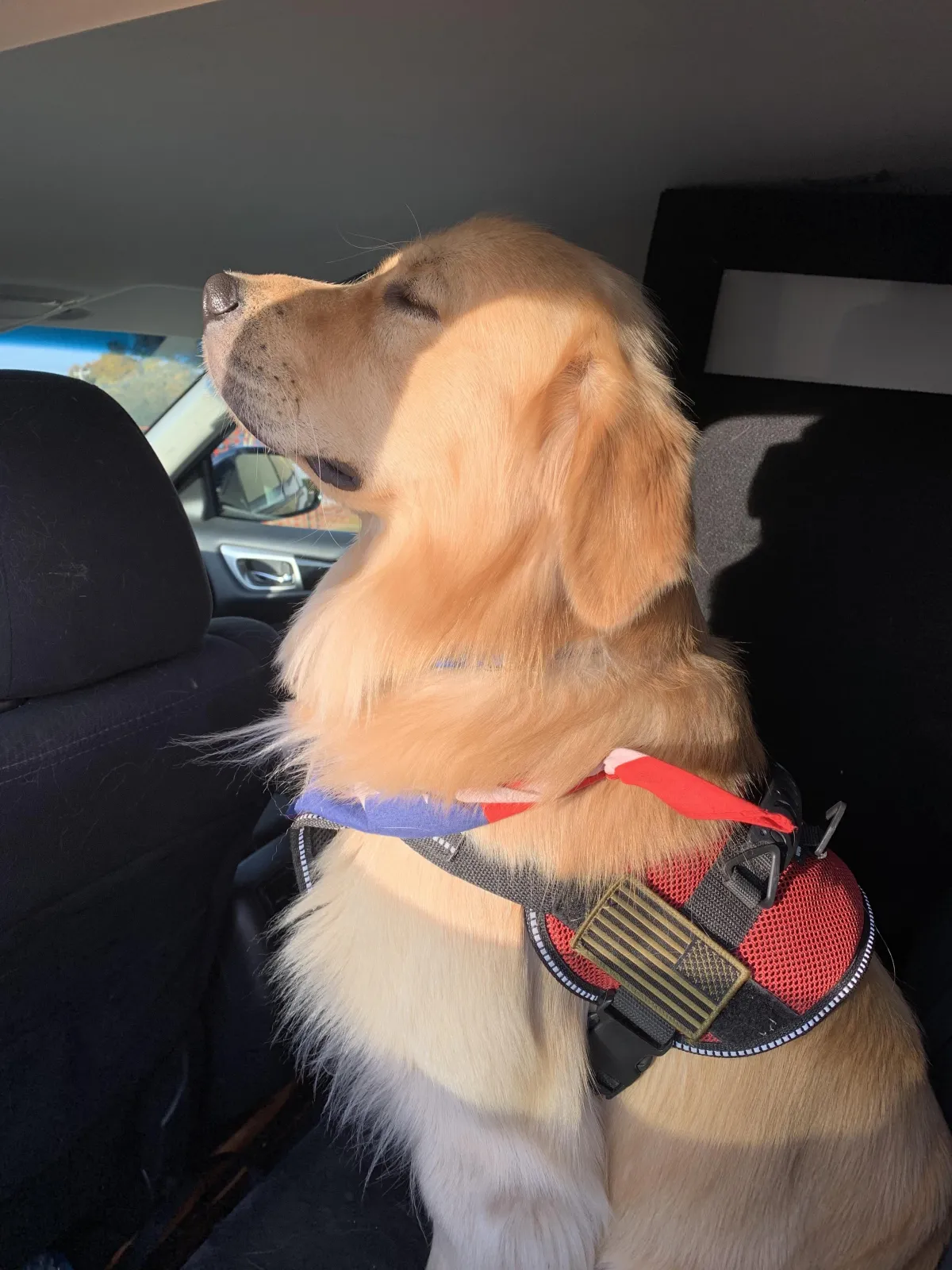 Major the Service Dog!