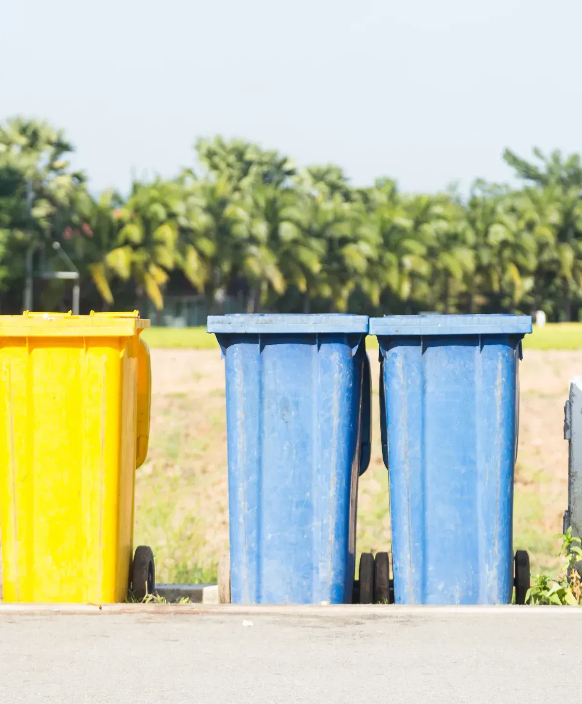 A yellow and two blue recycling bins with wheels stand on pavement with green trees in the blurred background.