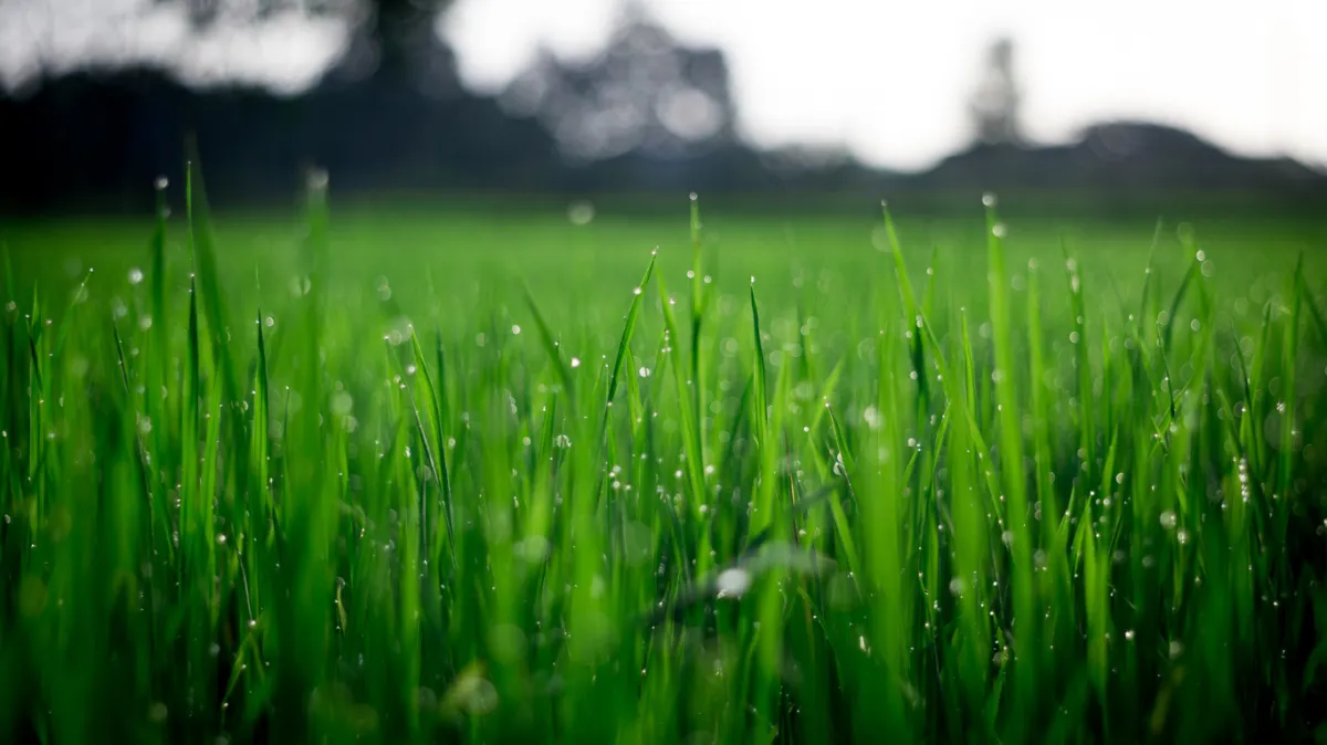 long grass that needs cut by Fine Lines by Grimes