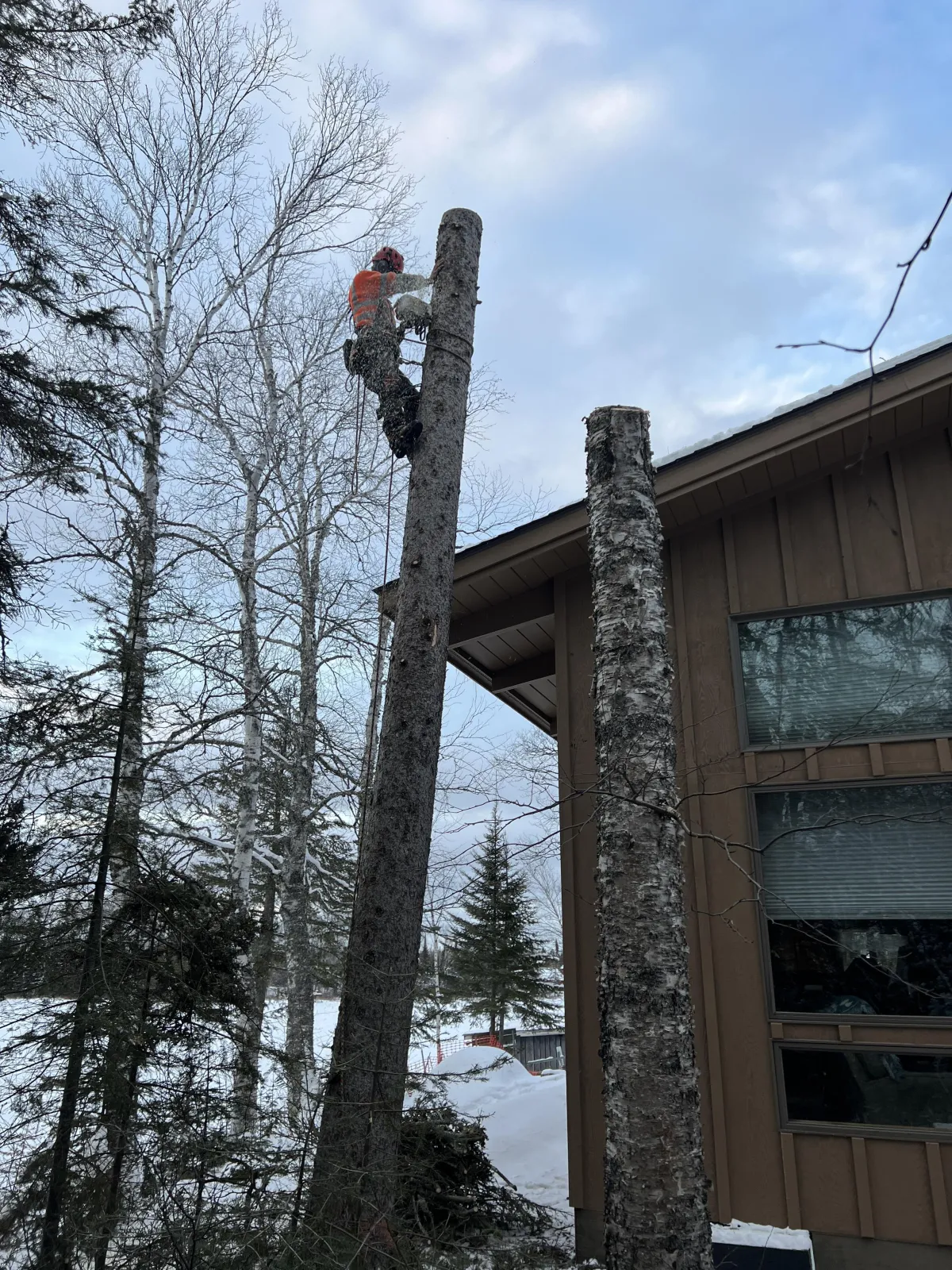 Hazard tree removal service by expert tree climber cutting down dangerous trees near residential property.