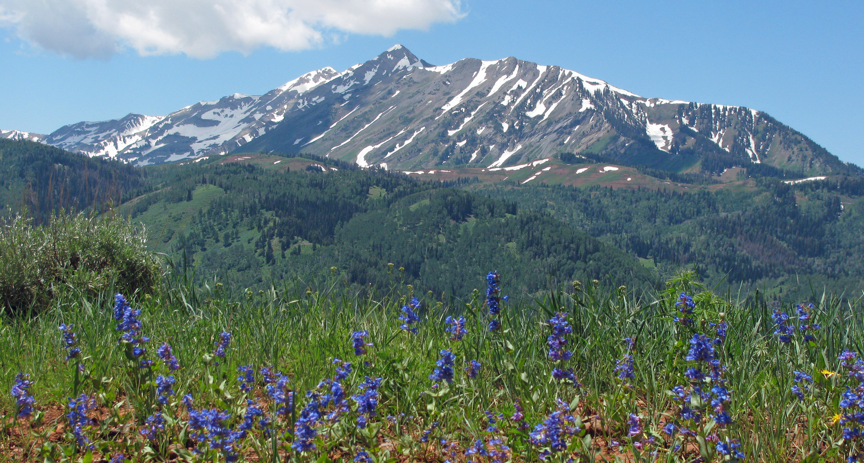 {{ custom_values.service_1 }} in {{custom_values.biz_area_1})