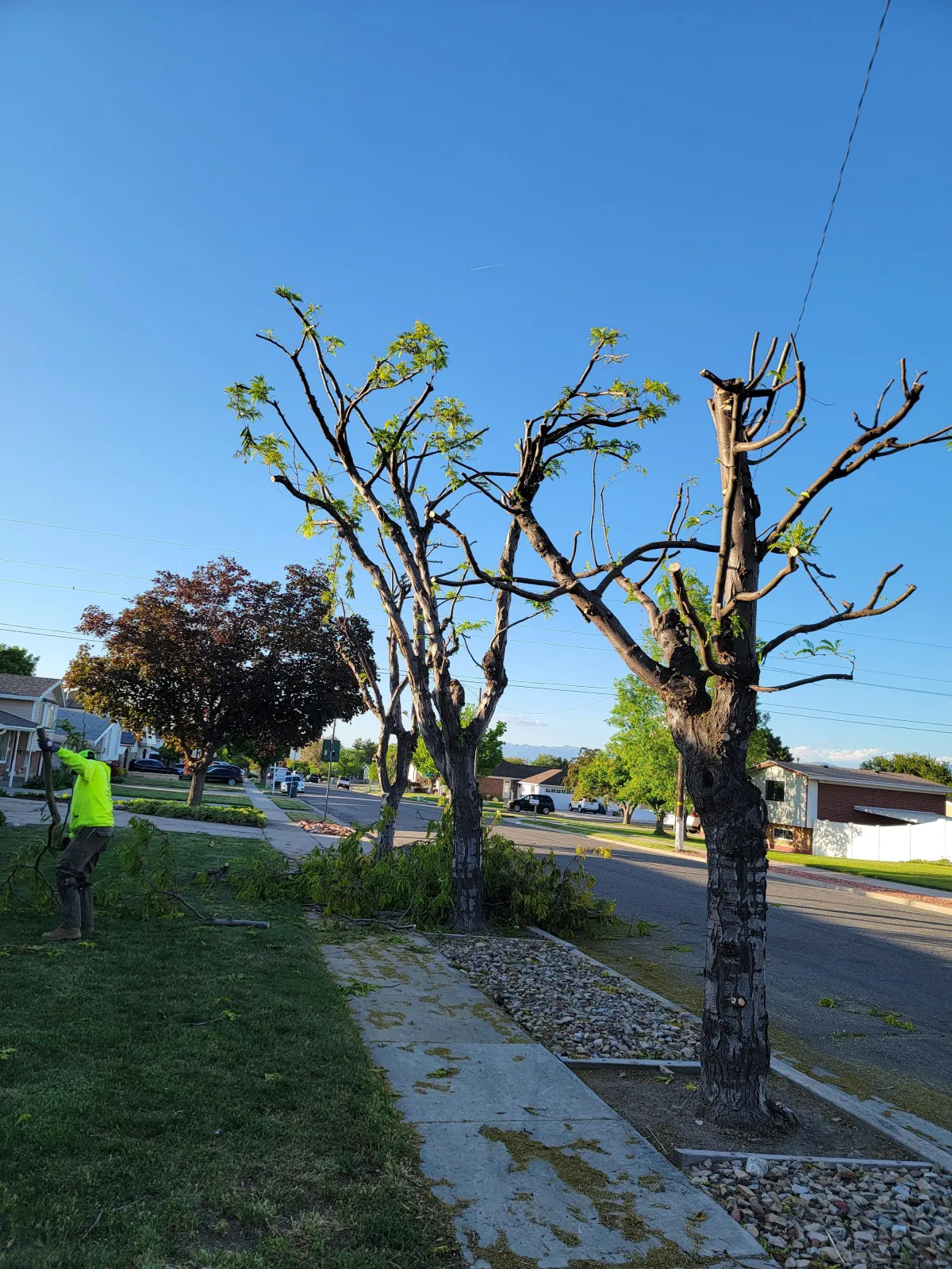Certified arborist trimming overgrown branches for safety and curb appeal in a Utah residential yard