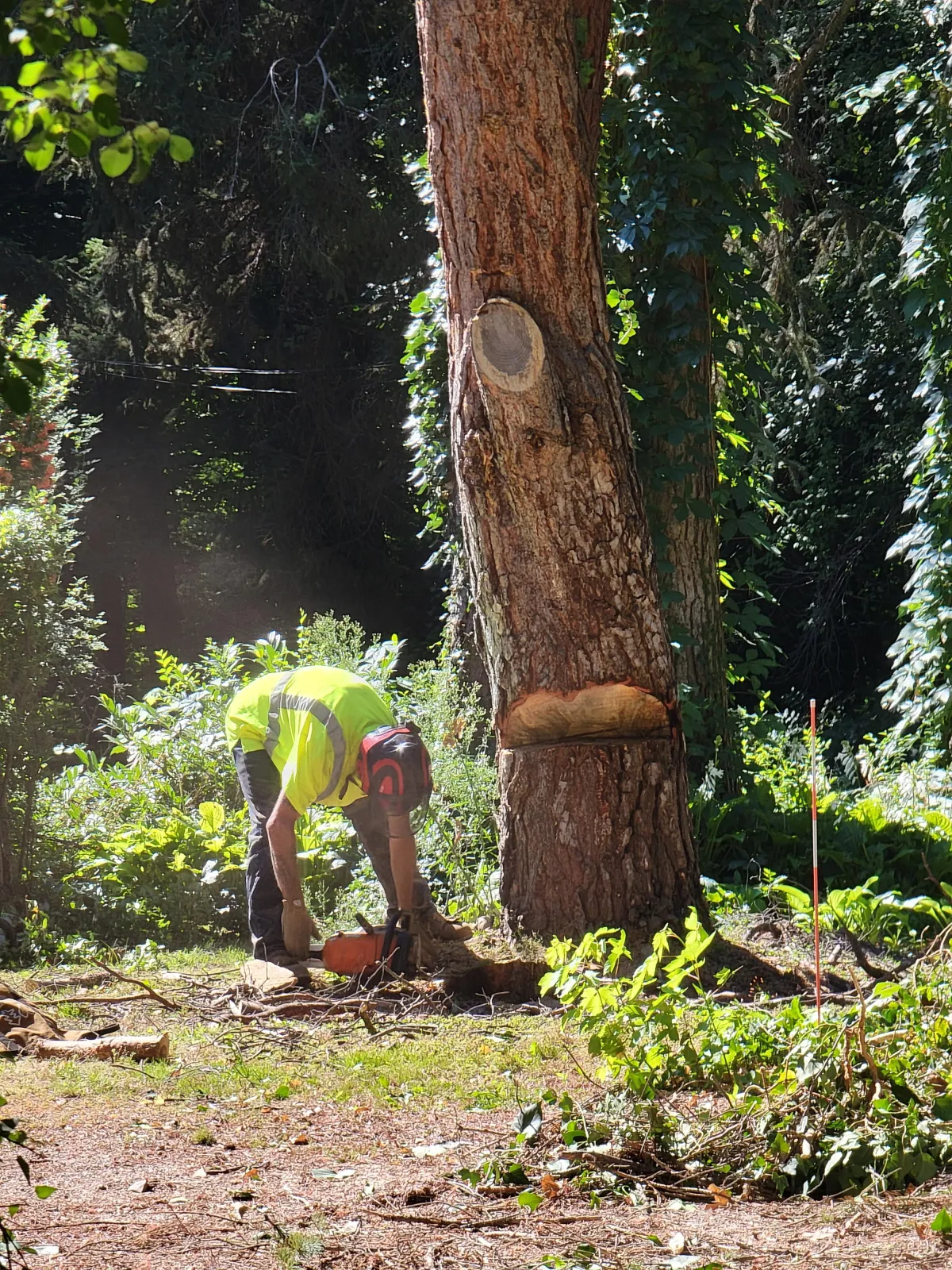Shaped and pruned tree in Utah residential yard