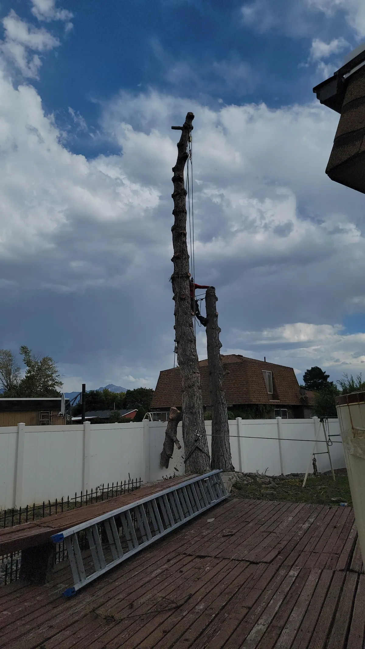 Tree pruning and debris cleanup by Howard & Family Lawn Services during seasonal maintenance visit in West Valley City