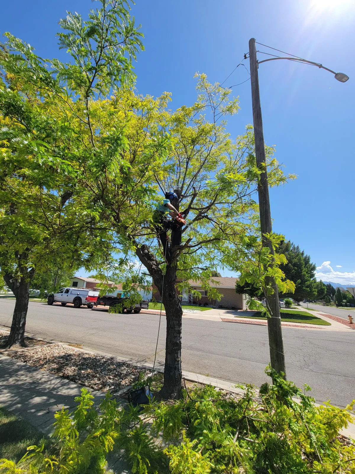 Tree trimming service by Howard and Family in West Valley City