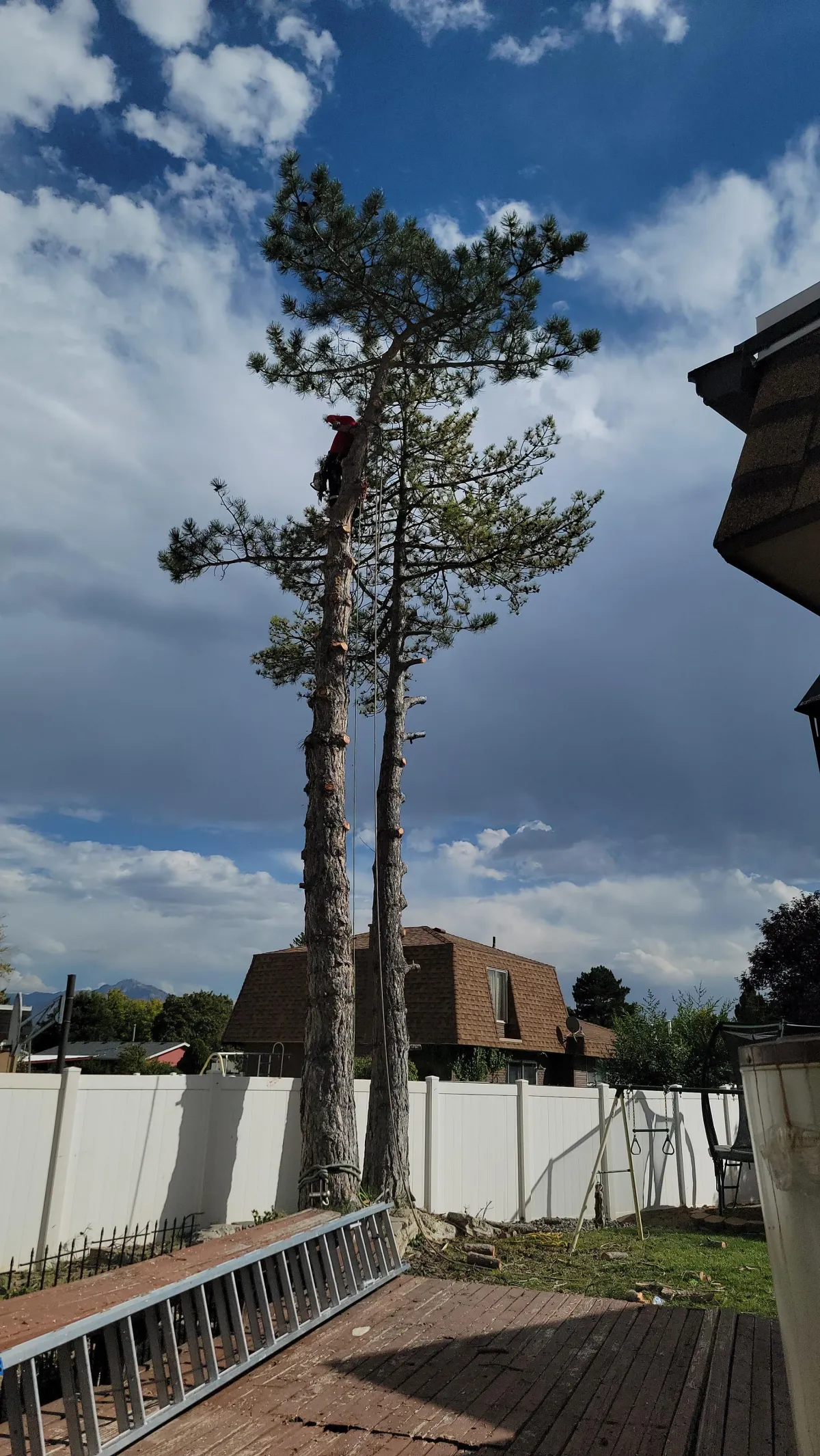 Shaped and pruned tree in Utah residential yard