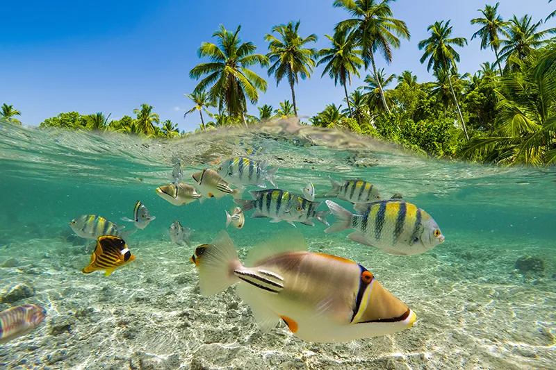 Maldives sea fishes