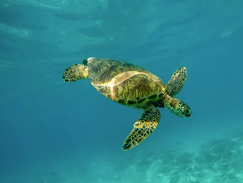 Sea turtle Maldives