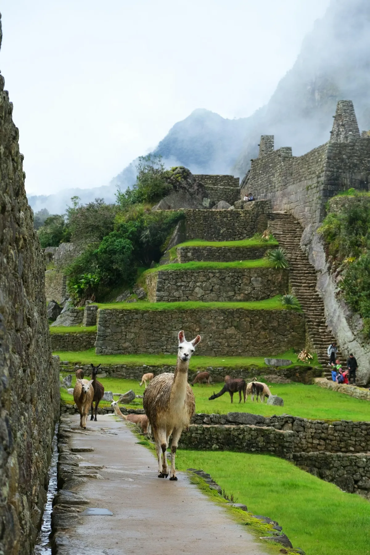 Llama in Machu Picchu, Peru