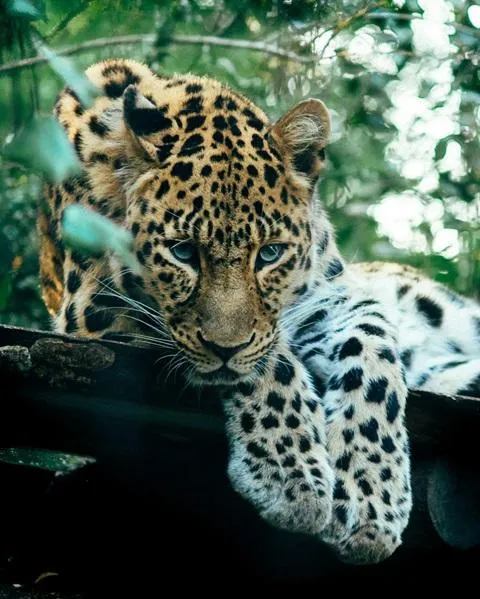 Leopard