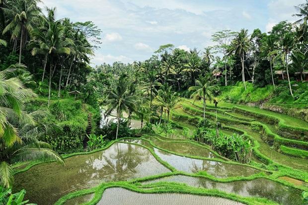 Rice Terrace Bali