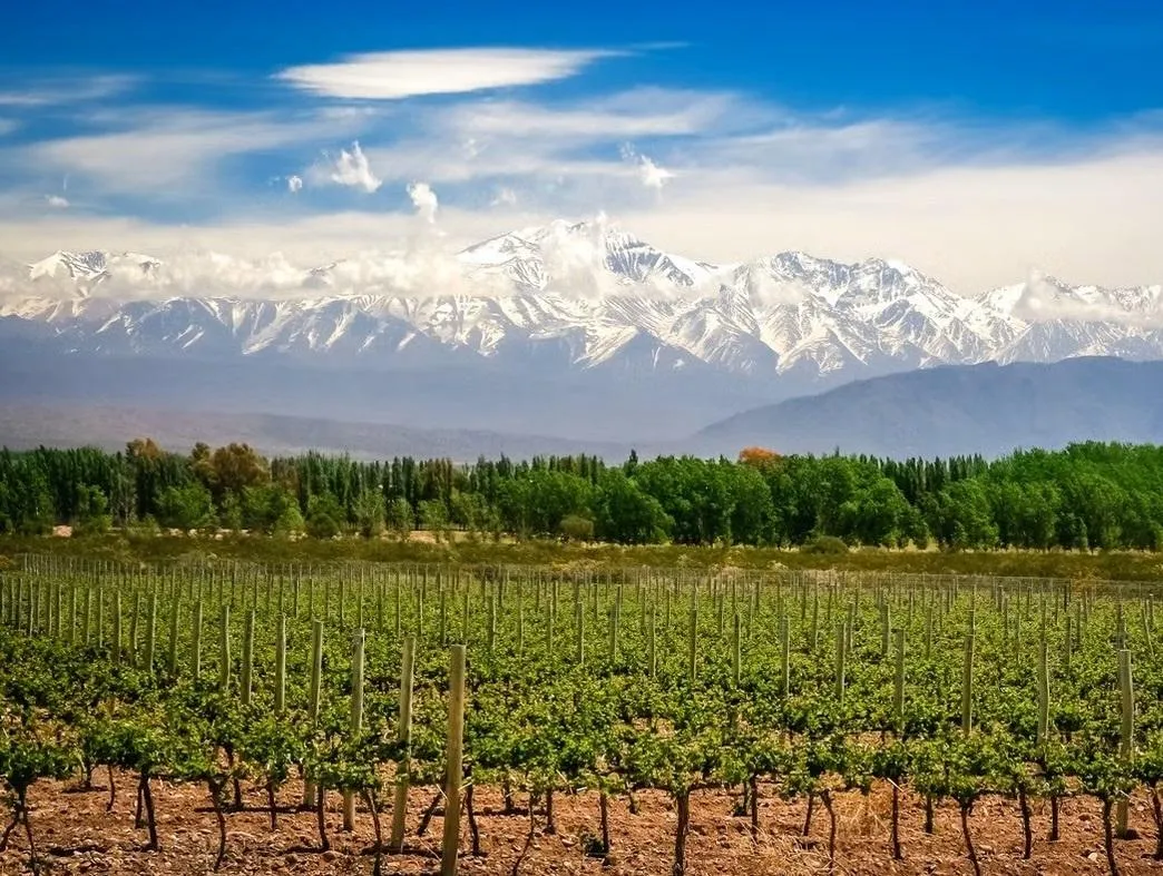 Mendoza Wineries