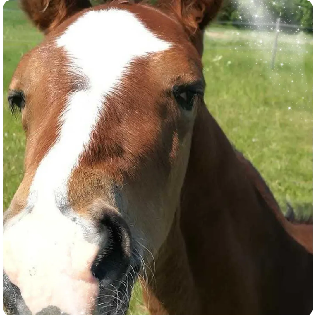 Learning about breeding