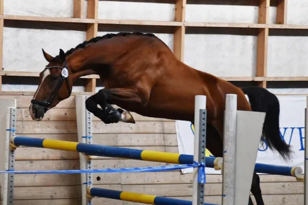 Youngster test jumpi