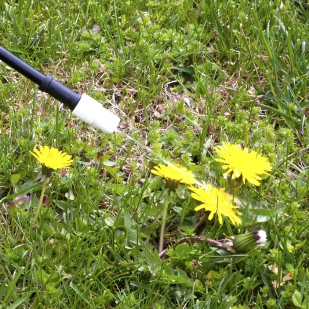 Weeding Services Sydney NSW – Garden Bed Maintenance