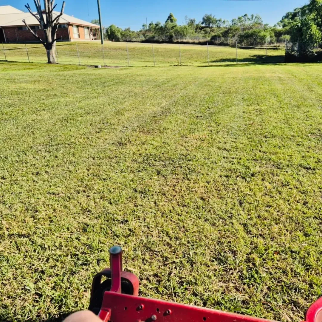 Hedging and garden tidy-up service in Sydney NSW backyard.