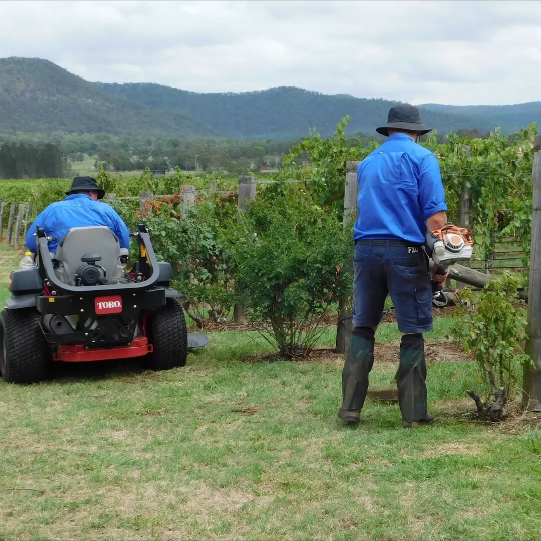 hedge trimming Sydney NSW
