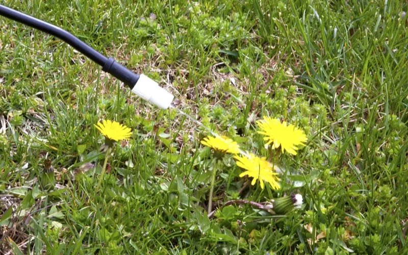 Weed Control – Lake Macquarie – Lawn weed spraying and garden weed control service