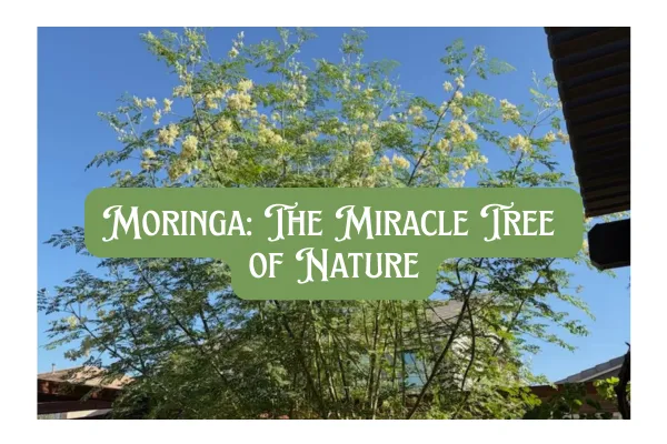 moringa tree of nature