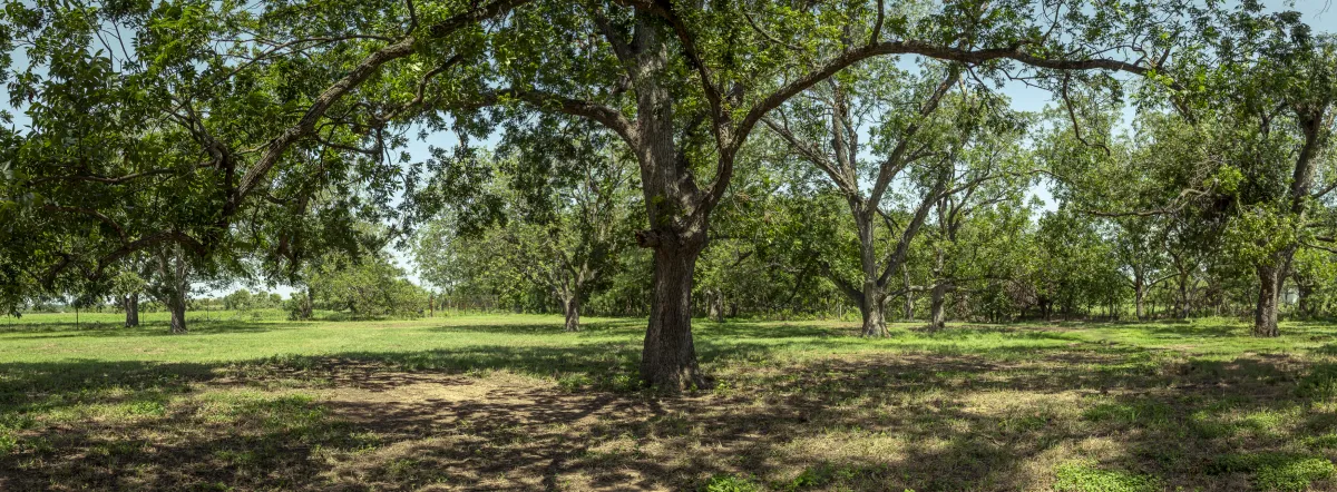 A hunting stand sits next to lush green trees.