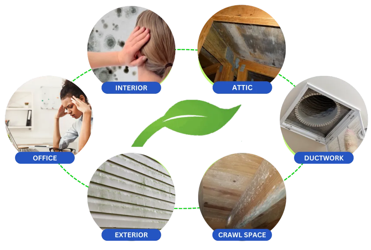 Full Service Mold Removal