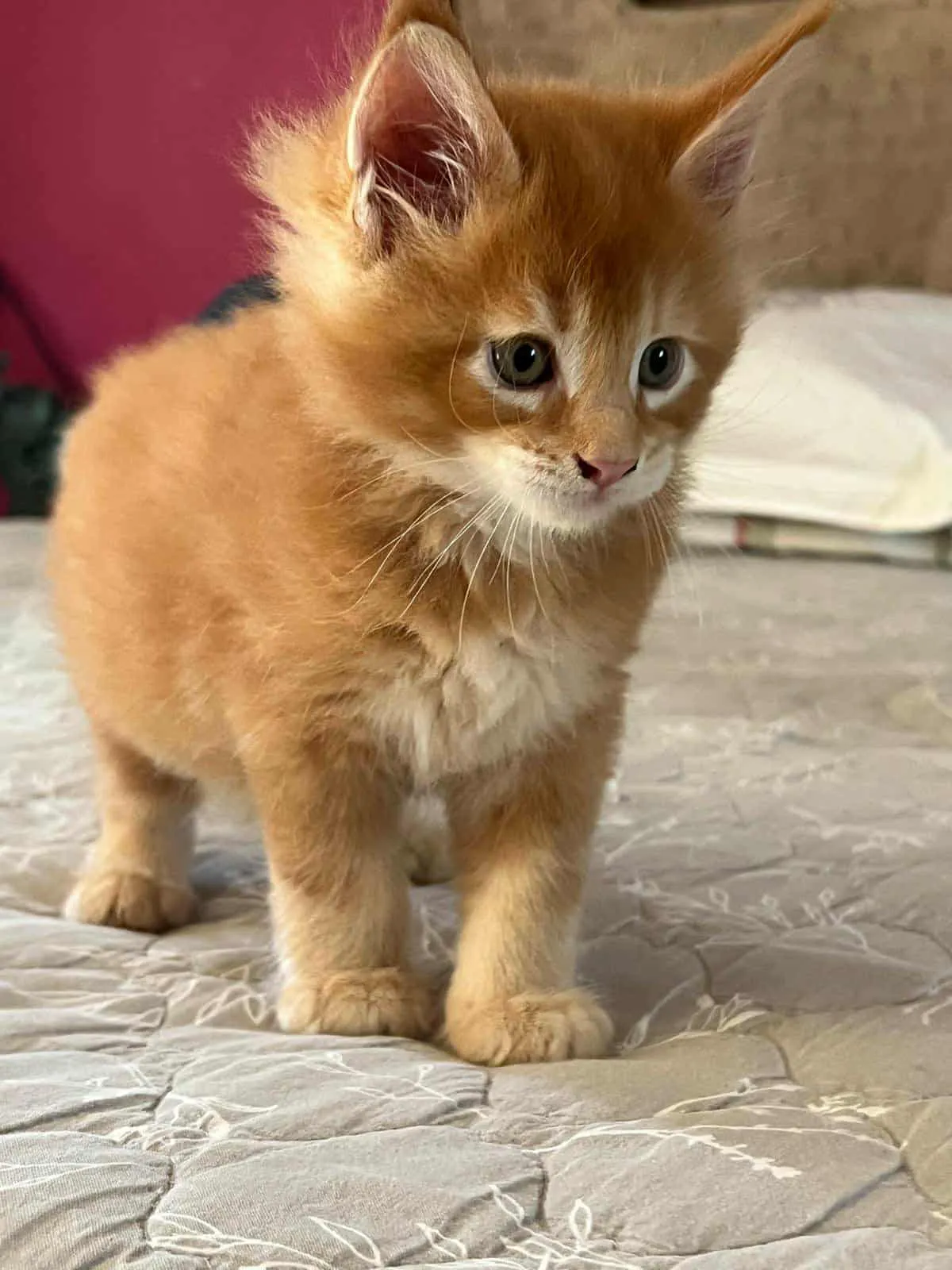 a small kitten sitting on top of a blanket