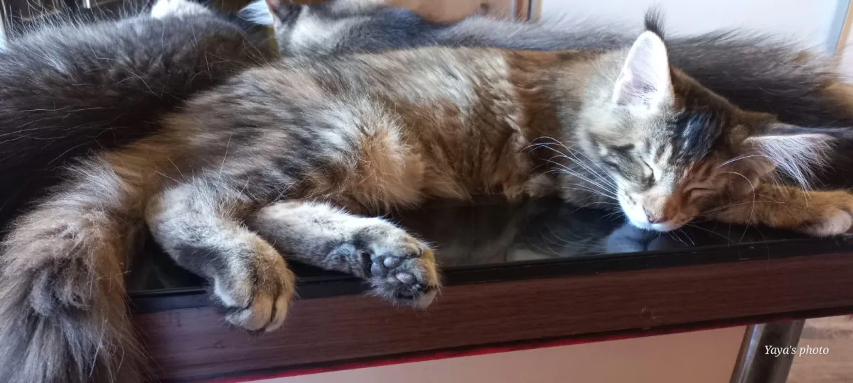 person holding brown fur textile