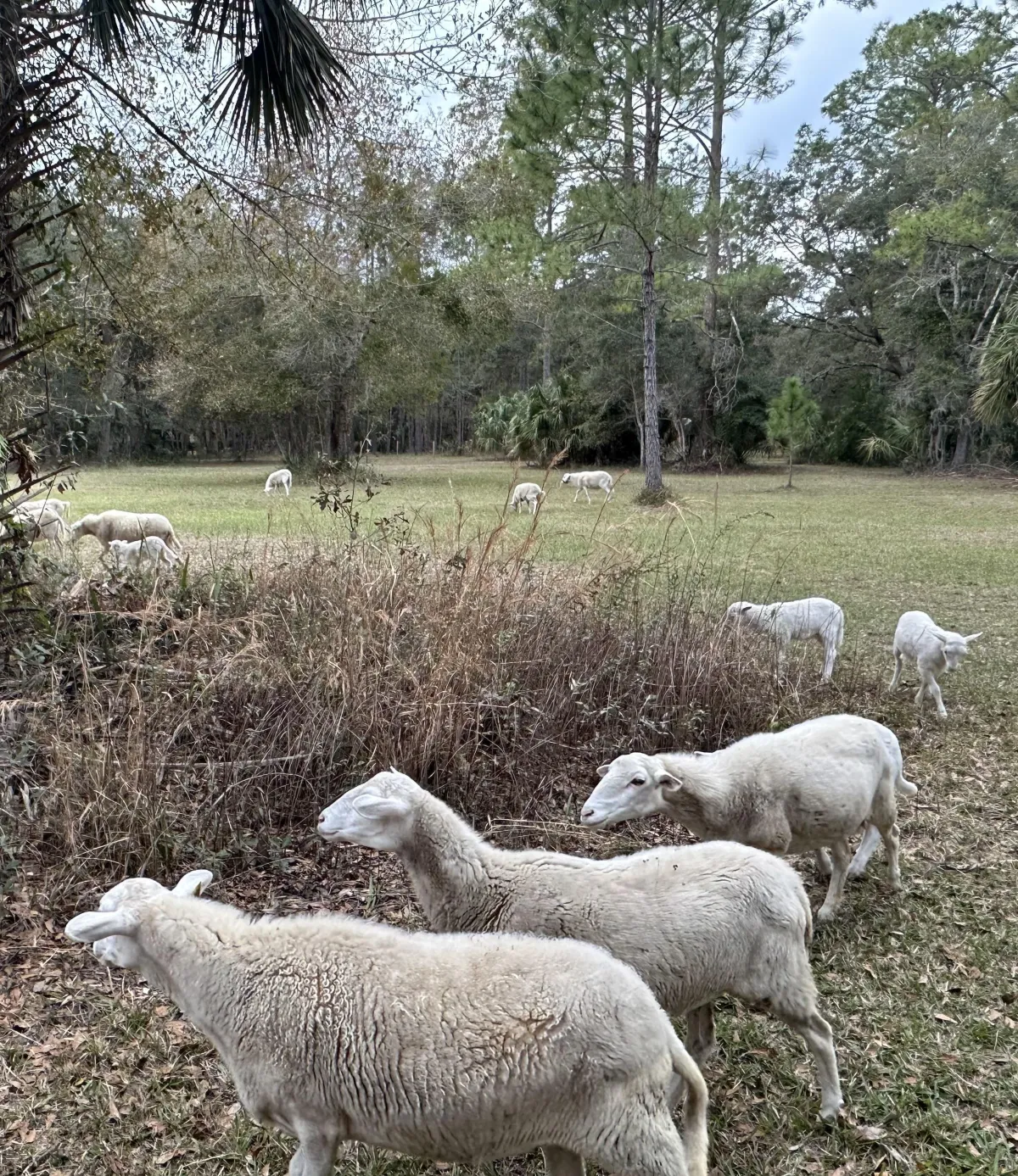 Katahdin sheep grazing in an open pasture at Black Hammock Farm in Oviedo, Florida, surrounded by trees and natural grassland.
