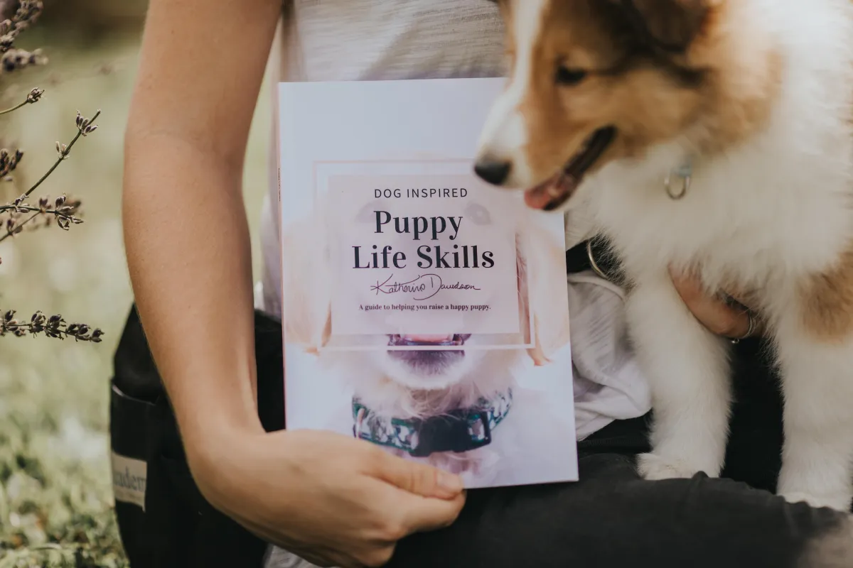Shetland sheepdog puppy sitting next to puppy dog training book